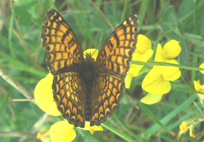 che Melitaea ? - phoebe e cinxia